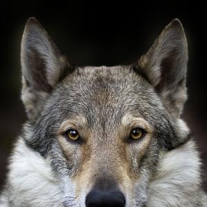 Volk_spb_kyphino